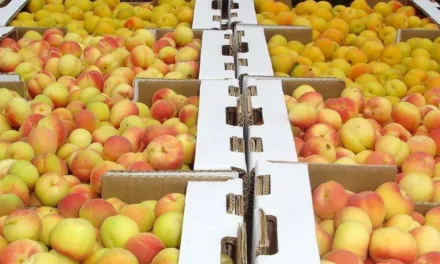Gran Canaria’s southern apricot harvest has been reduced by 70% due to calima and drought