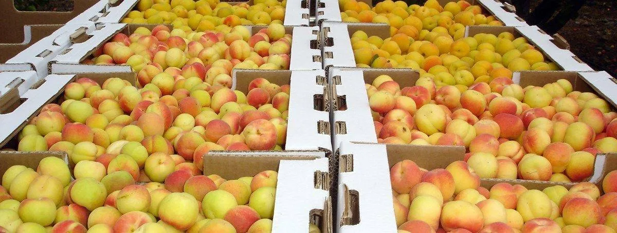 Gran Canaria’s southern apricot harvest has been reduced by 70% due to calima and drought