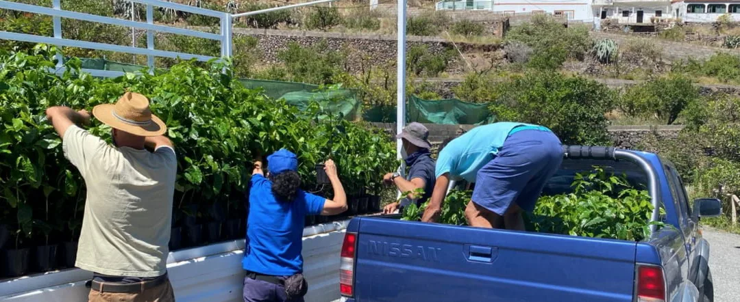Gran Canaria Cabildo delivers 5,000 coffee trees to increase production of this historic crop in Agaete