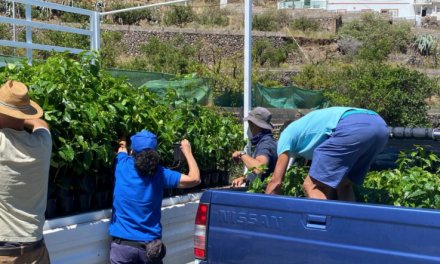 Gran Canaria Cabildo delivers 5,000 coffee trees to increase production of this historic crop in Agaete