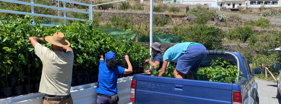 Gran Canaria Cabildo delivers 5,000 coffee trees to increase production of this historic crop in Agaete