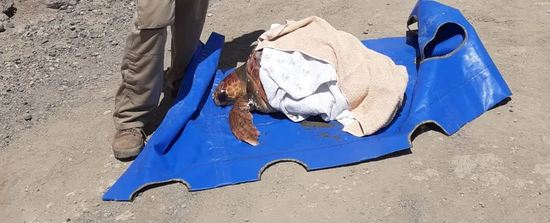 Gran Canaria Cabildo recovery centre rescues a huge 38 kg turtle and two others, all on the same day