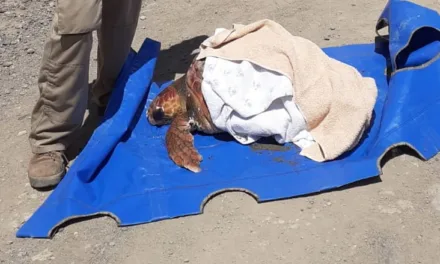 Gran Canaria Cabildo recovery centre rescues a huge 38 kg turtle and two others, all on the same day