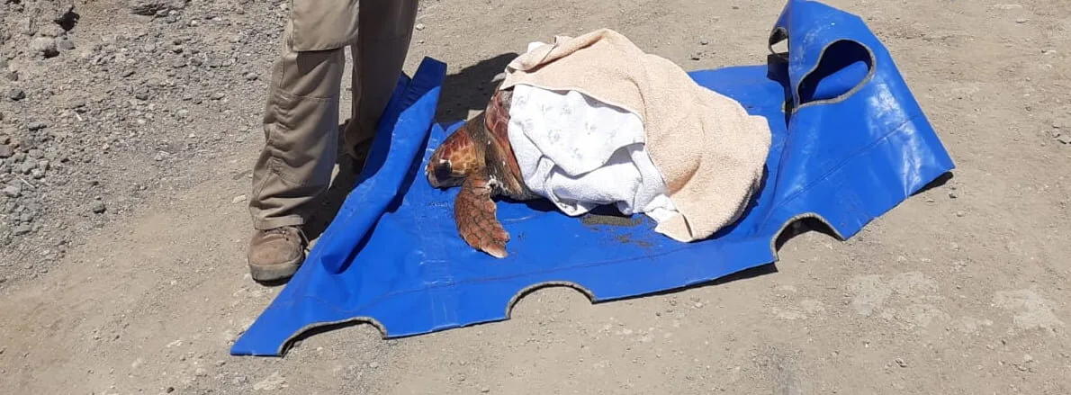 Gran Canaria Cabildo recovery centre rescues a huge 38 kg turtle and two others, all on the same day