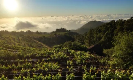 Canarian wines triumph in Italy