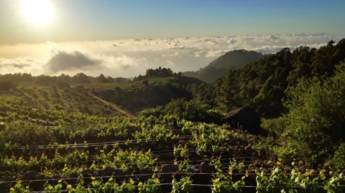 Canarian wines triumph in Italy