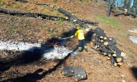 Pruning and burning at the peaks and inland areas of Gran Canaria