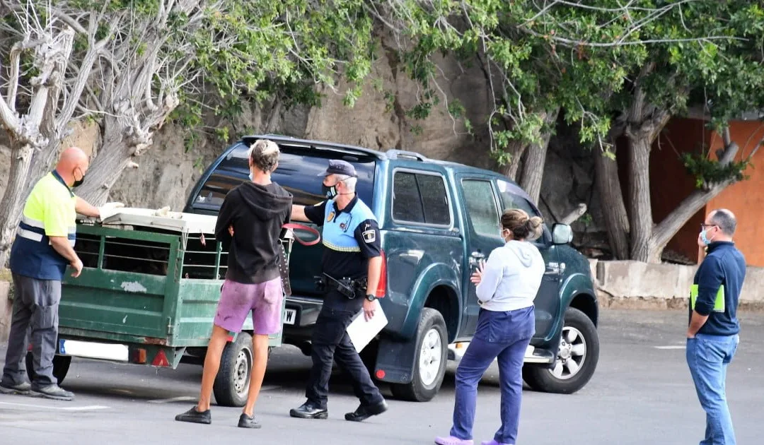Six potentially dangerous dogs seized by Mogán local Police in Playa del Cura
