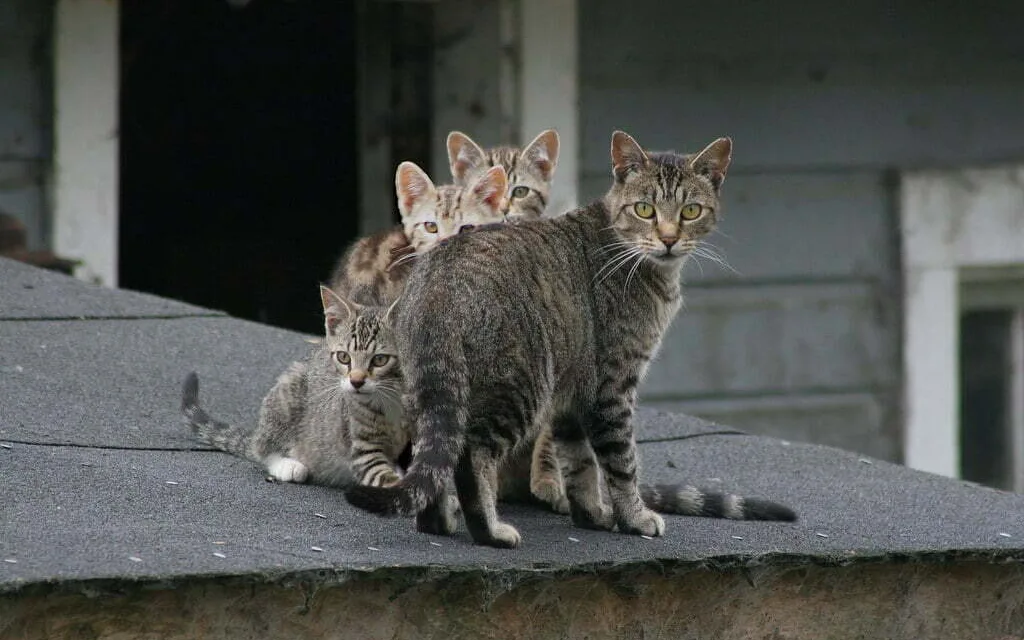 Feral cat hunting is to be included in new Canary Islands Biodiversity Law, Spanish Senator complains