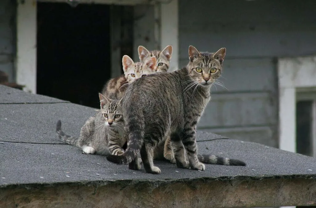 Feral cat hunting is to be included in new Canary Islands Biodiversity Law, Spanish Senator complains