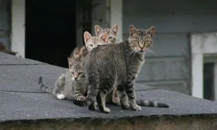 Feral cat hunting is to be included in new Canary Islands Biodiversity Law, Spanish Senator complains