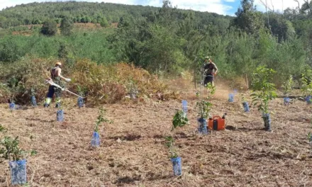 Gran Canaria Cabildo to plant 8000 trees across several zones, recovering forest, and creating green fire-resistant areas