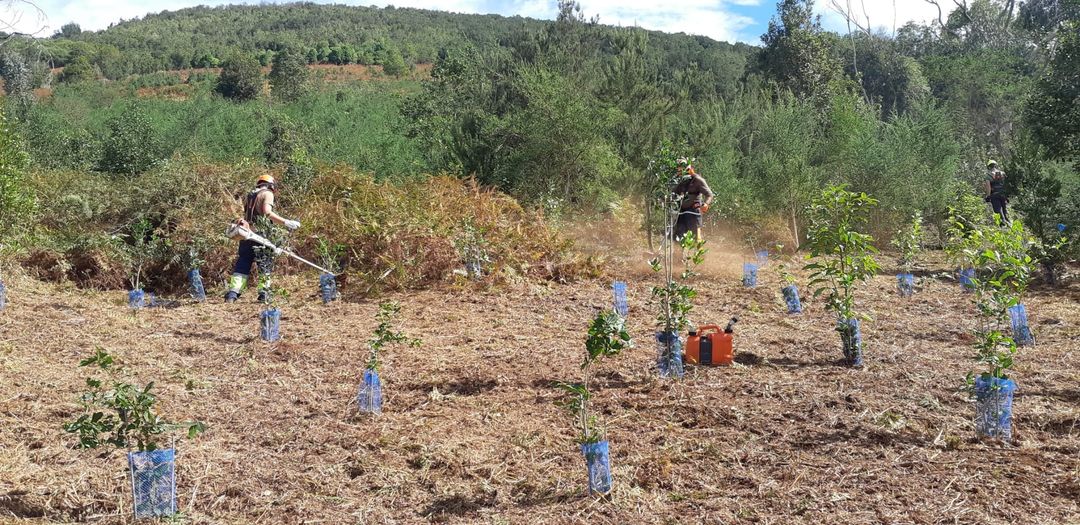 Gran Canaria Cabildo to plant 8000 trees across several zones, recovering forest, and creating green fire-resistant areas