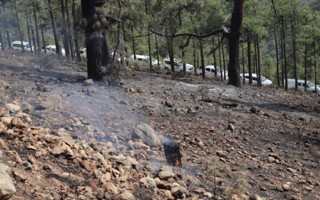 Tenerife forest fire stabilised though not yet declared under control