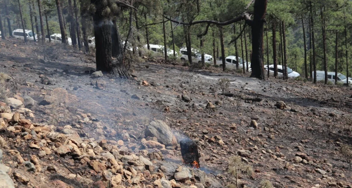 Tenerife forest fire stabilised though not yet declared under control