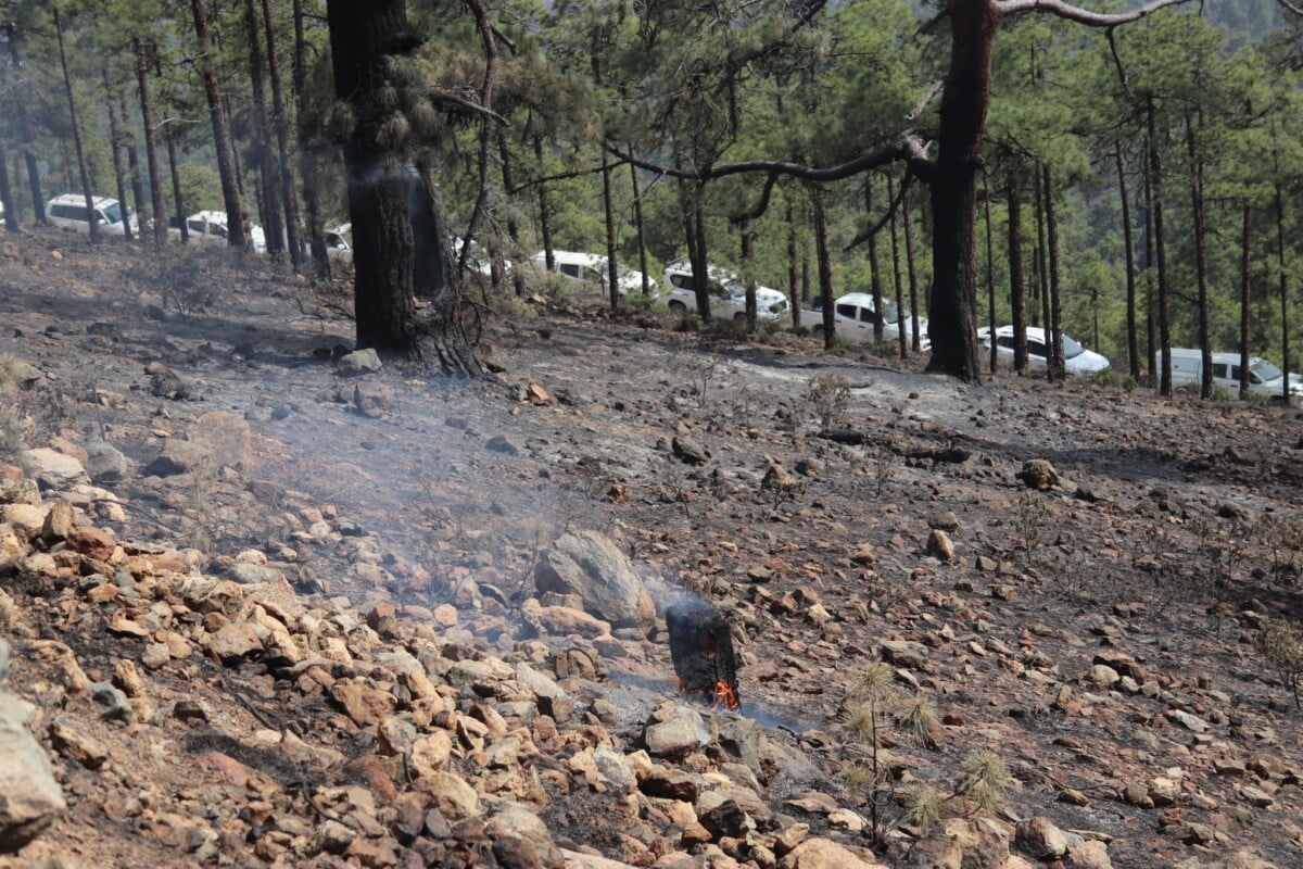 Tenerife forest fire stabilised though not yet declared under control