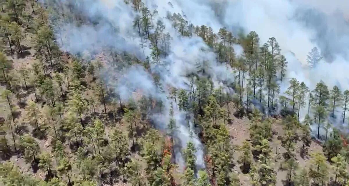 Four helicopters, a seaplane, fire fighters and the army try to bring Tenerife fire under control
