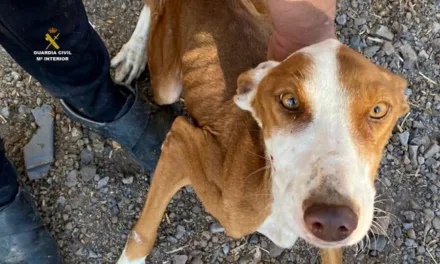 Guardia Civil arrests two men for animal abuse and abandonment in Santa Lucía de Tirajana