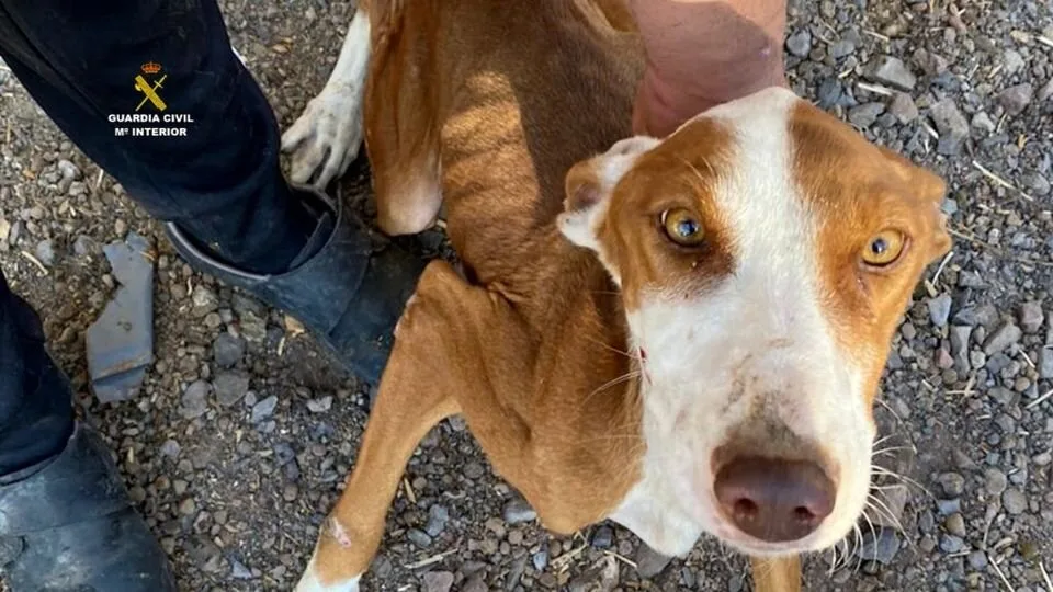 Guardia Civil arrests two men for animal abuse and abandonment in Santa Lucía de Tirajana