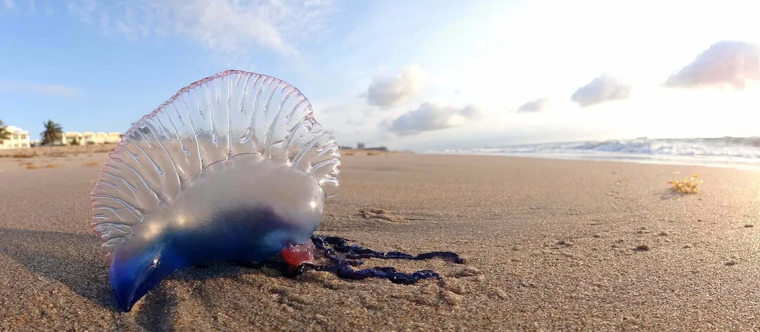 Increased Portuguese Man of War sightings on Gran Canaria’s north east beaches