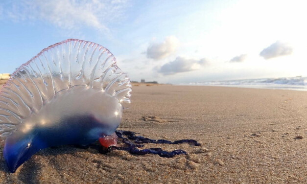 Increased Portuguese Man of War sightings on Gran Canaria’s north east beaches