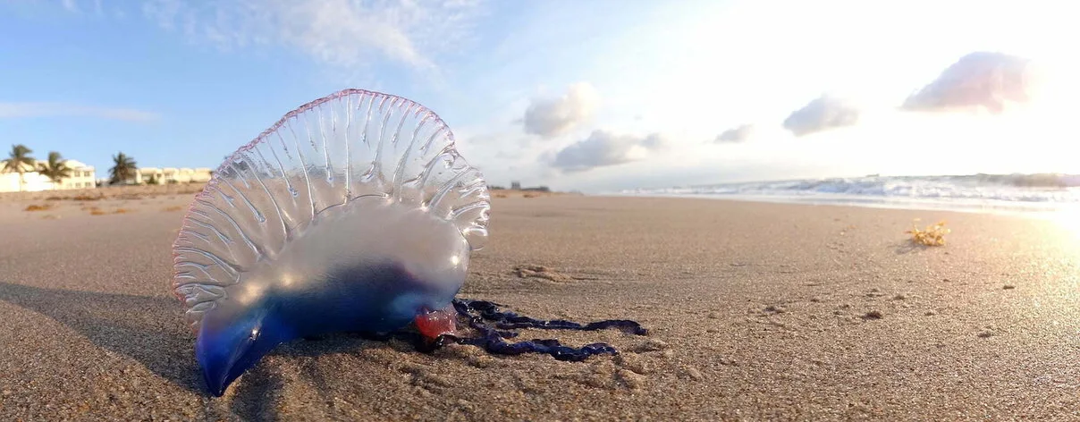 Increased Portuguese Man of War sightings on Gran Canaria’s north east beaches