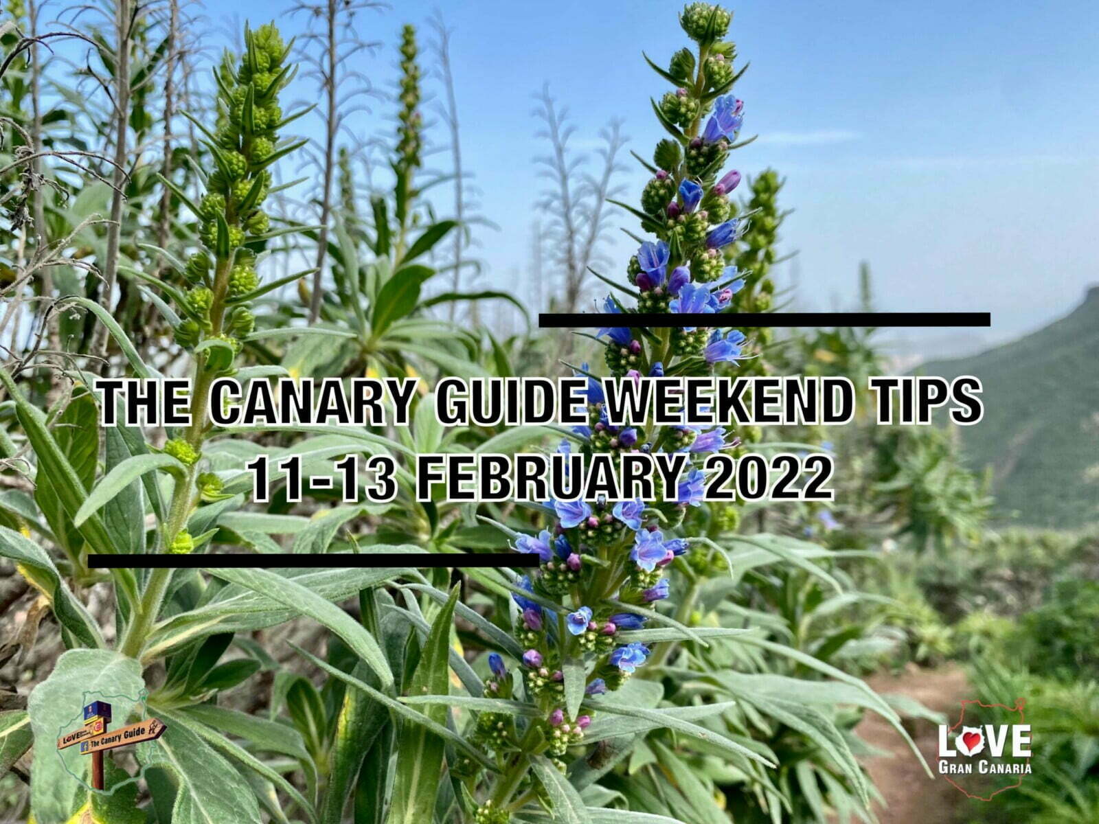The Canary Guide #WeekendTips 11-13 February 2022