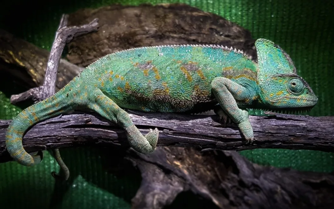 66 specimens of the Yemen chameleon located on Gran Canaria since 2017