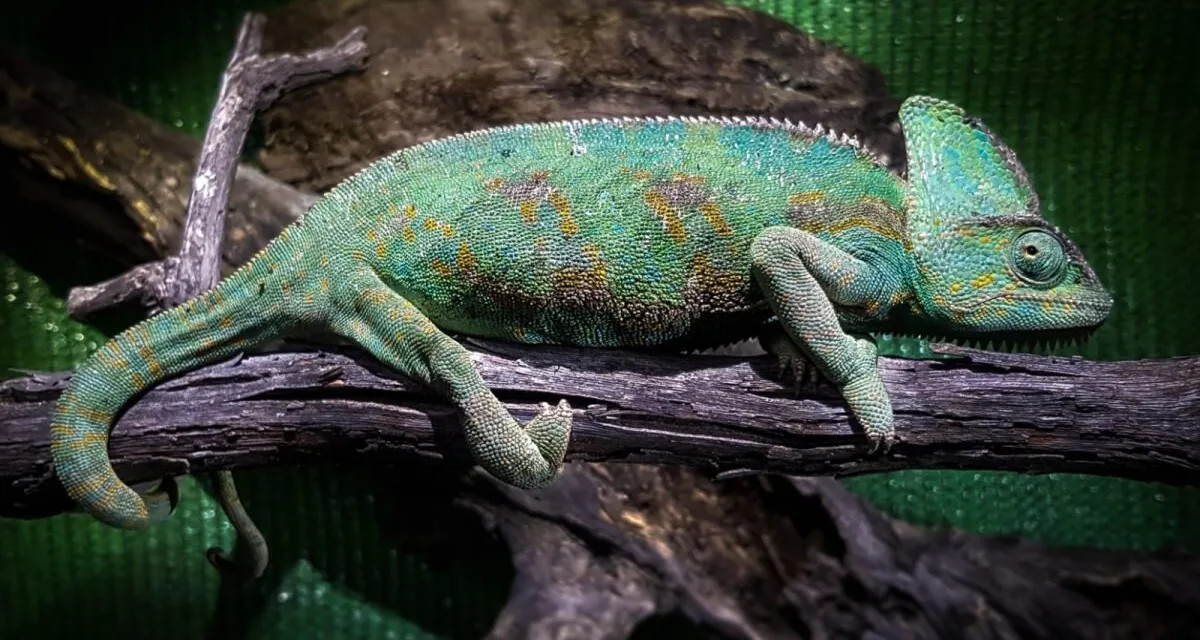 66 specimens of the Yemen chameleon located on Gran Canaria since 2017