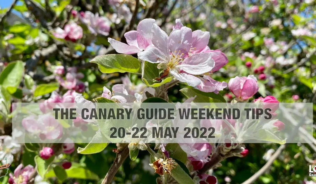 The Canary Guide #WeekendTips 20-22 May 2022
