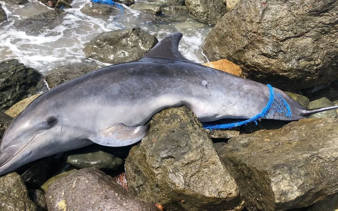 Dolphin found dead in Maspalomas on World Ocean’s Day