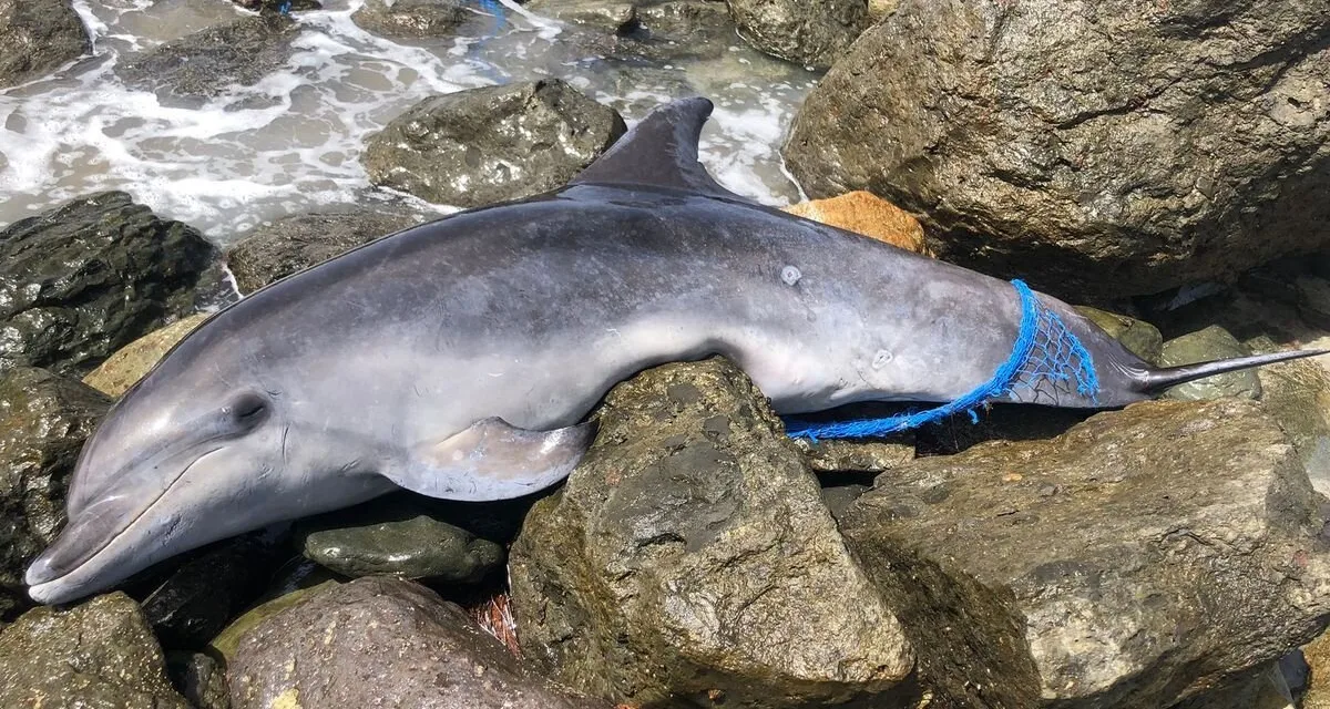 Dolphin found dead in Maspalomas on World Ocean’s Day