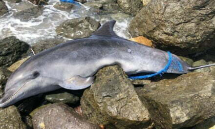 Dolphin found dead in Maspalomas on World Ocean’s Day
