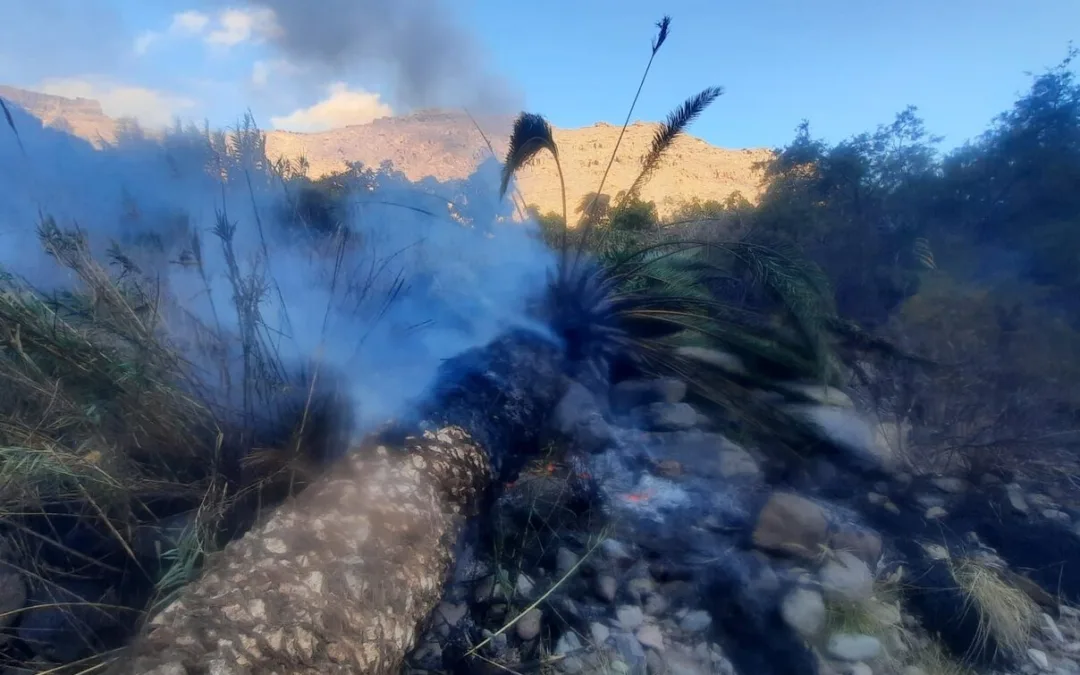 Wildfire prevented after a palm tree fell on to high voltage power lines in the Mogán Valley