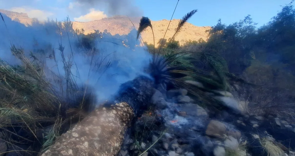 Wildfire prevented after a palm tree fell on to high voltage power lines in the Mogán Valley