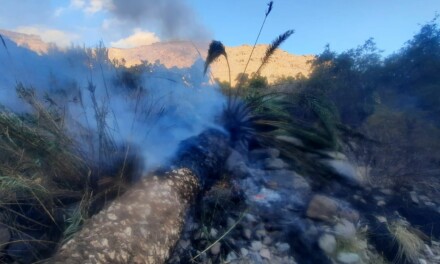 Wildfire prevented after a palm tree fell on to high voltage power lines in the Mogán Valley
