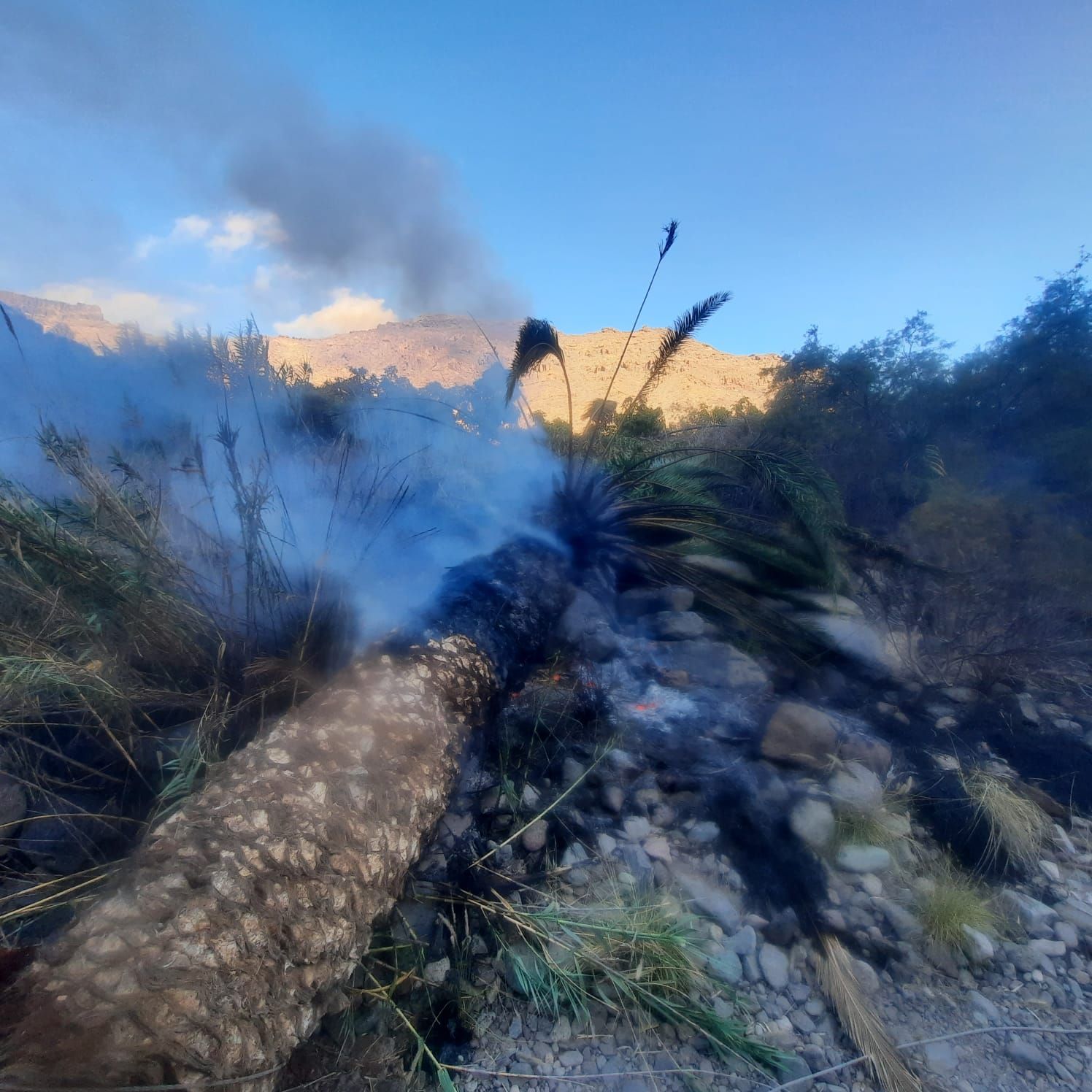 Wildfire prevented after a palm tree fell on to high voltage power lines in the Mogán Valley