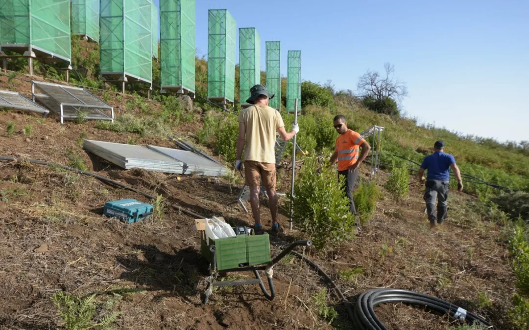 Innovative new “Fog Water Collectors” installed on north Gran Canaria, to help prevent soil erosion and assist reforestation