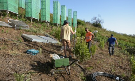 Innovative new “Fog Water Collectors” installed on north Gran Canaria, to help prevent soil erosion and assist reforestation