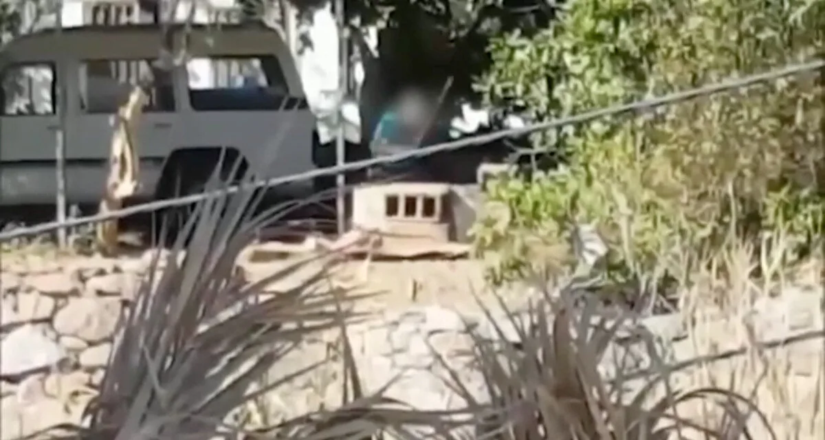 Animal abuser, as well as a municipal service vet, investigated after dog beating in Mogán