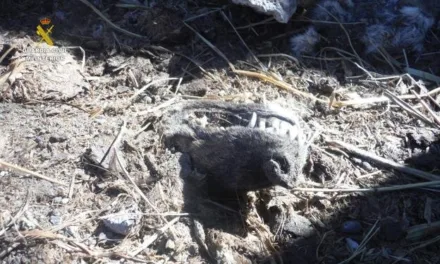 Illegal Trafficking: President of Gran Canaria “Animal Welfare” Association Investigated for Falsifying Export Certificates and Suspected Mistreatment of Animals