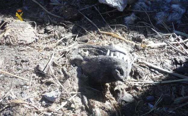 Illegal Trafficking: President of Gran Canaria “Animal Welfare” Association Investigated for Falsifying Export Certificates and Suspected Mistreatment of Animals