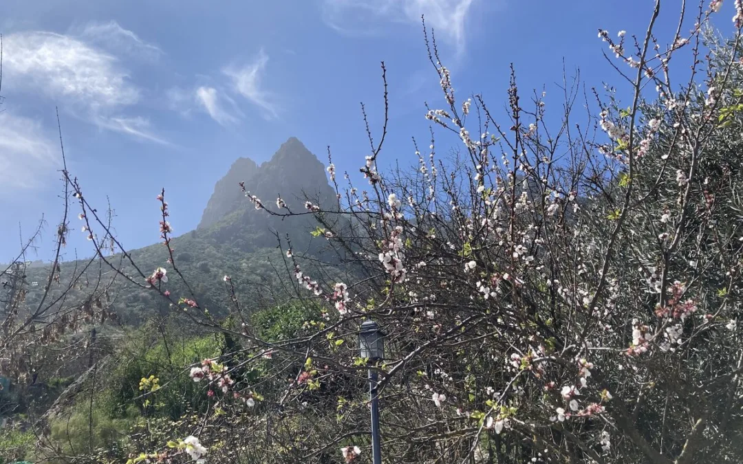 Gran Canaria Weather: Temperatures of 31ºC in the shade and slight calima as we head towards a warm spring weekend