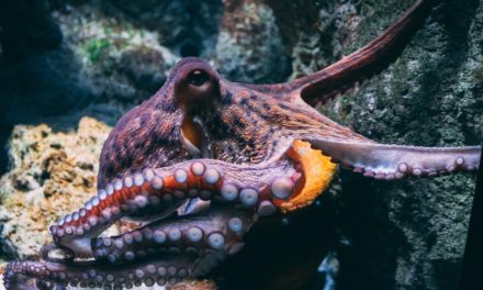 Increased Scrutiny Over Plans for World’s First Commercial Octopus Farm in Las Palmas