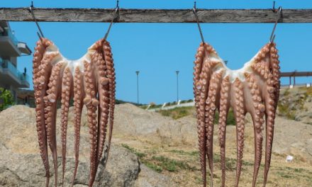 Leaked documents raise further concerns about welfare in proposed Las Palmas octopus farm that would be first of its kind in the world