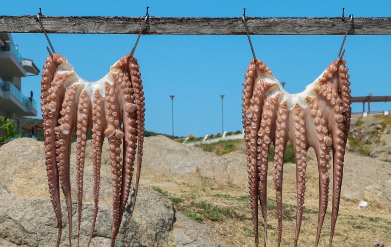 Leaked documents raise further concerns about welfare in proposed Las Palmas octopus farm that would be first of its kind in the world
