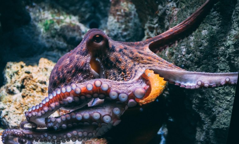 Increased Scrutiny Over Plans for World’s First Commercial Octopus Farm in Las Palmas