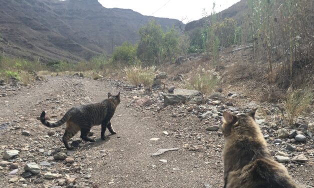 Final Grace: Outgoing Regional President Torres will not allow the hunting of feral dogs and cats in The Canary Islands, ahead of change in the law