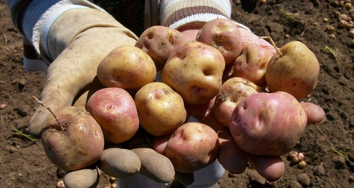 Potatoes from UK to Canary Islands to Resume Following Imports Scare