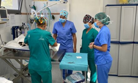 San Bartolomé de Tirajana Begins Mass Cat Sterilisation Program in Compliance with New Animal Welfare Law